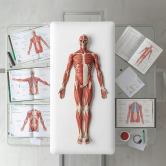 anatomie palpatoire anatomie palpatoire