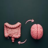 Intestin et cerveau pour illustrer le deuxième cerveau